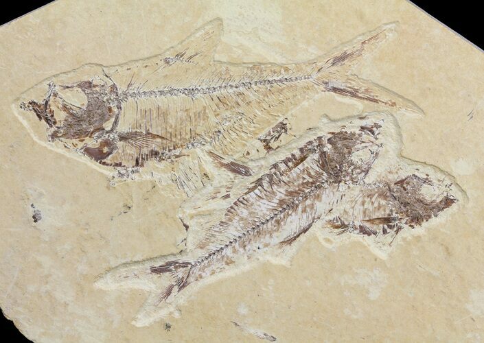 Multiple Fossil Fish (Knightia & Diplomystus) - Wyoming #60164